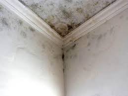 Mold Documentation for Insurance Claims in Collegedale, TN